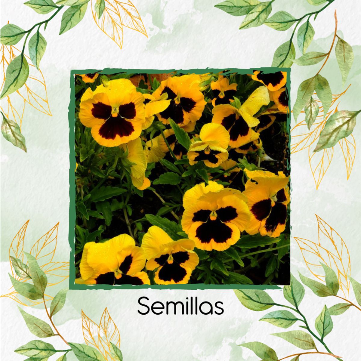 GENERICO - Fertilizante Para El Inicio De Flor Pensamiento Oro Suizo