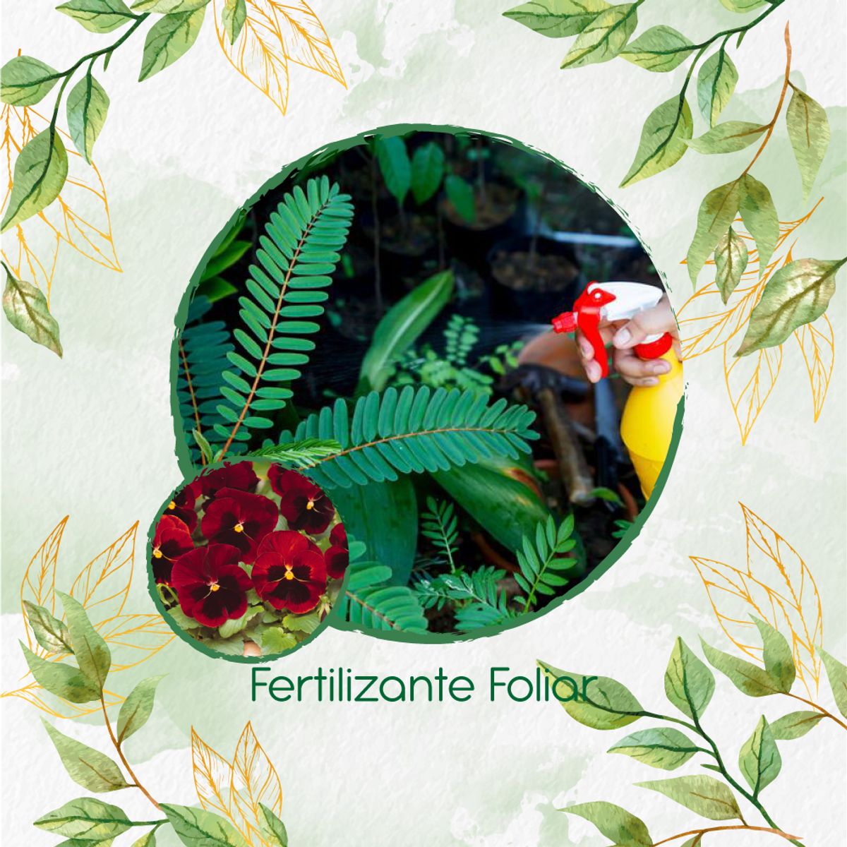 GENERICO - Fertilizante Generación De Brotes Para Flor Pensamiento Rojo