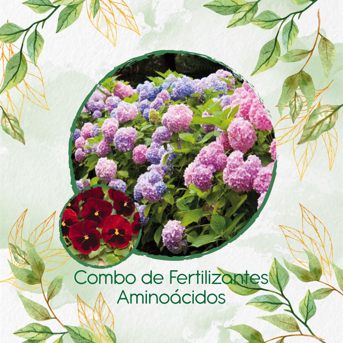 GENERICO - Combo De Fertilizantes Aminoácidos Para Flor Pensamiento Rojo