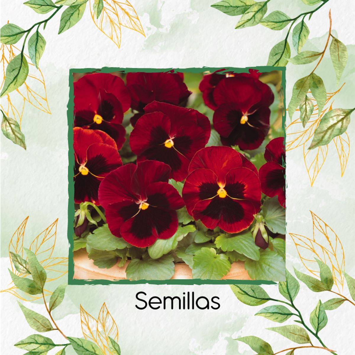 GENERICO - Combo De Fertilizantes Aminoácidos Para Flor Pensamiento Rojo
