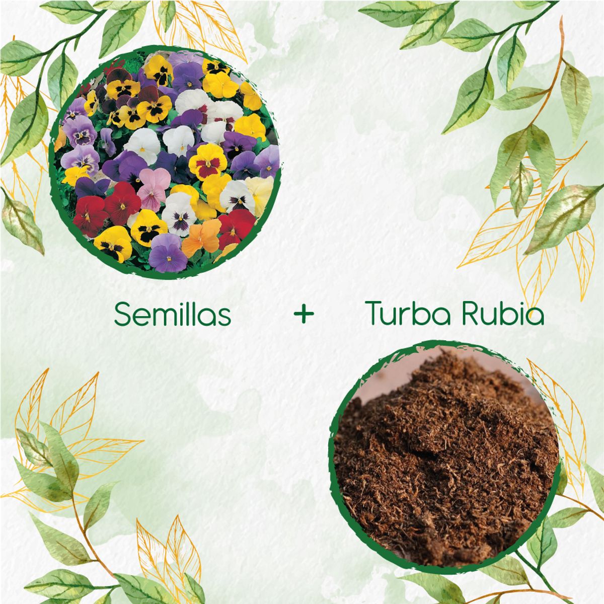 GENERICO - 200 Semillas De Flor Pensamiento Mezcla + Turba De Germinación