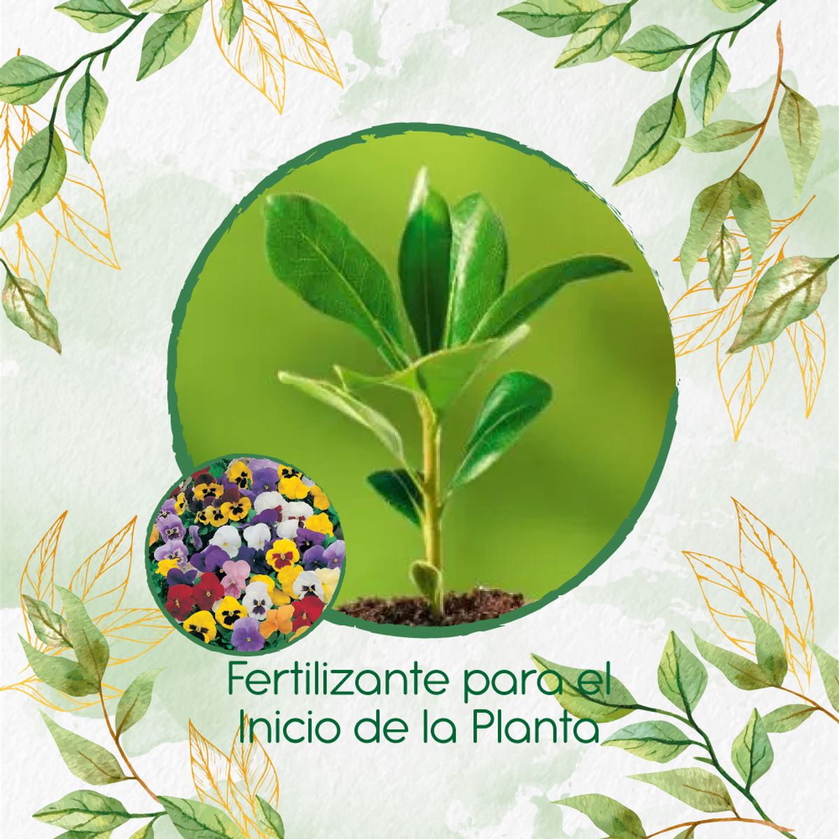 GENERICO - Fertilizante Para El Inicio De Flor Pensamiento Mezcla
