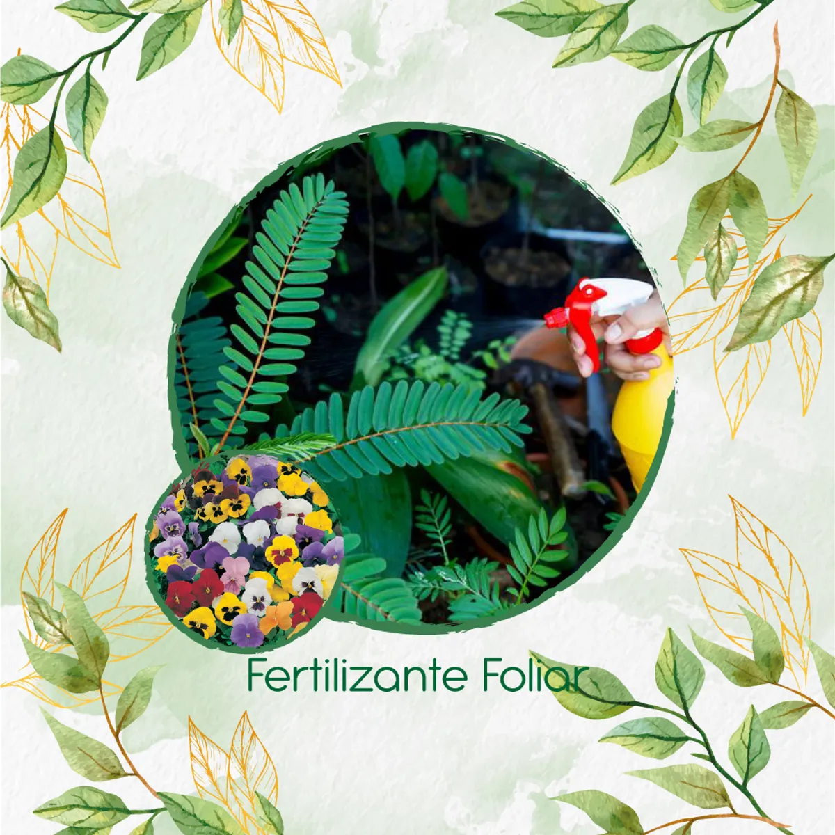 GENERICO - Fertilizante Generación De Brotes Para Flor Pensamiento Mezcla