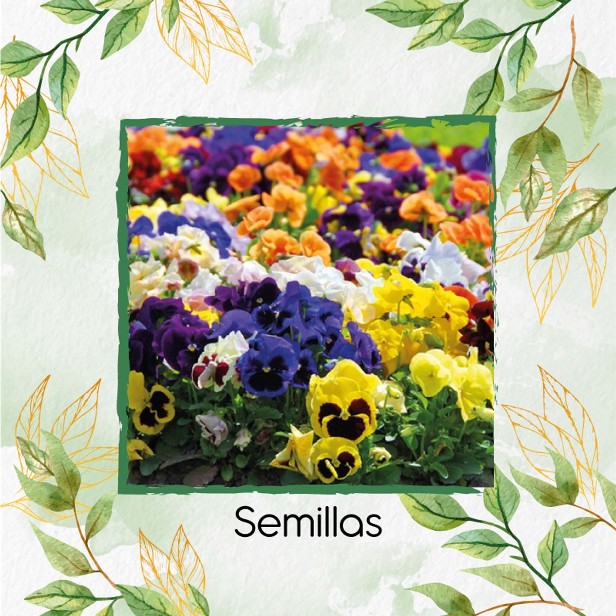 GENERICO - Fertilizante Generación De Brotes Para Flor Pensamiento Mezcla