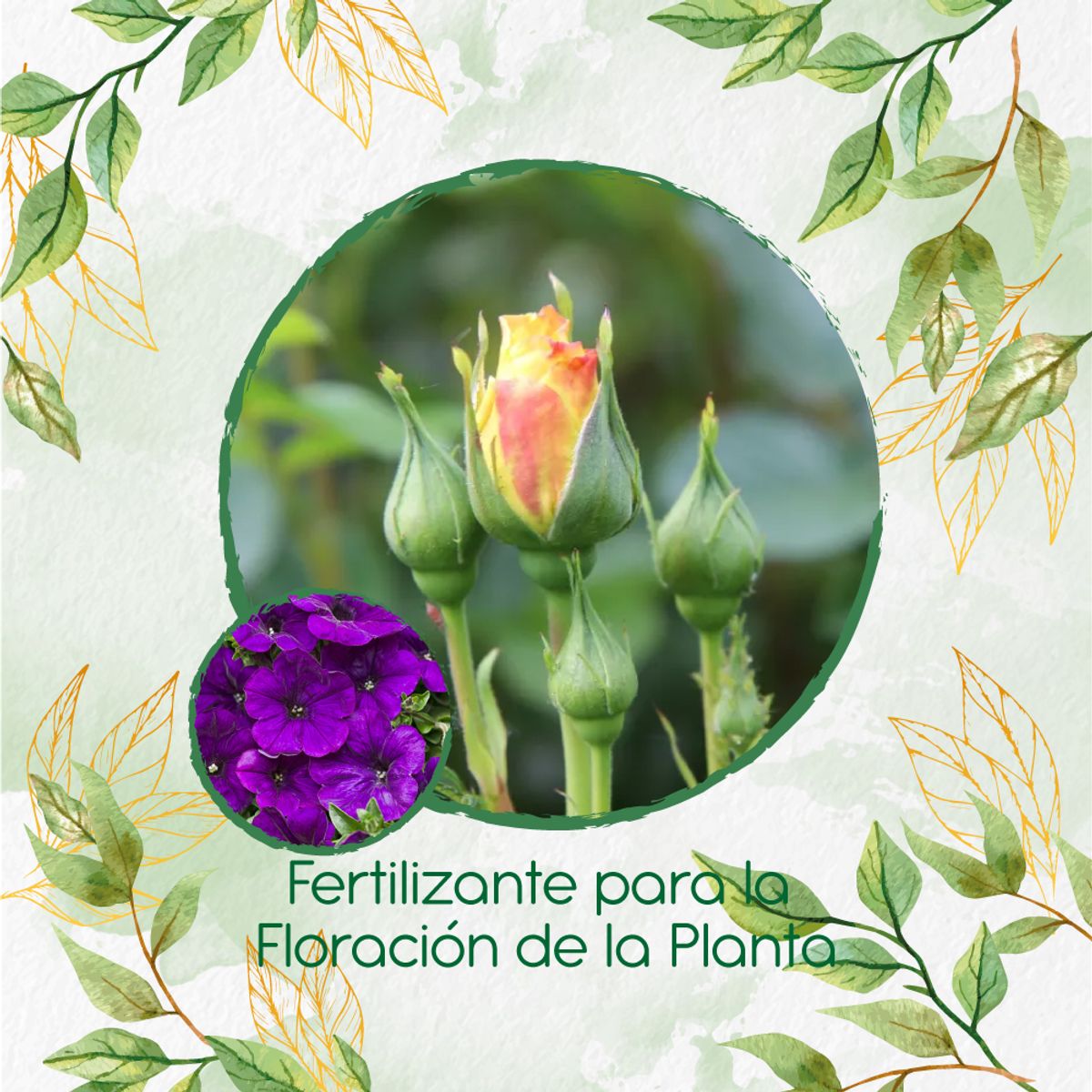 GENERICO - Fertilizante Para La Floración De Flor Petunia Azul Violeta