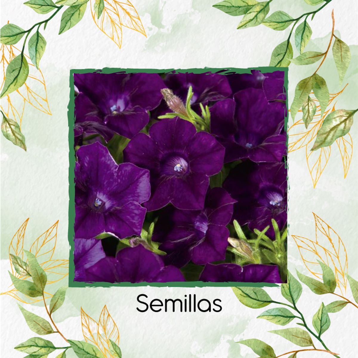 GENERICO - Fertilizante Para La Floración De Flor Petunia Azul Violeta