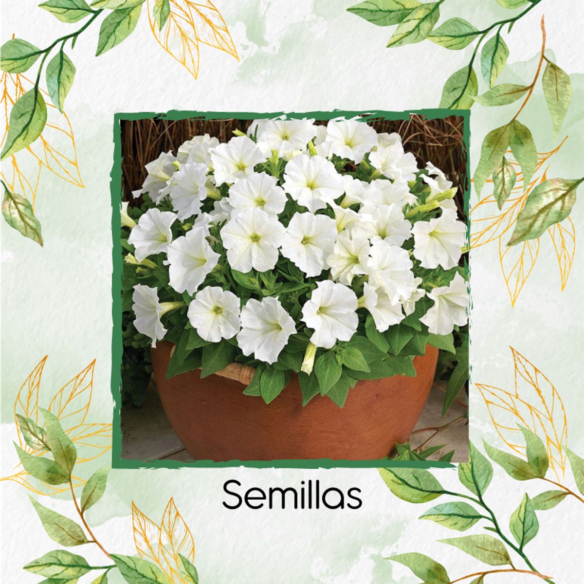 GENERICO - Turba Canadiense Especial Para Semillas De Petunia Enana Blanca