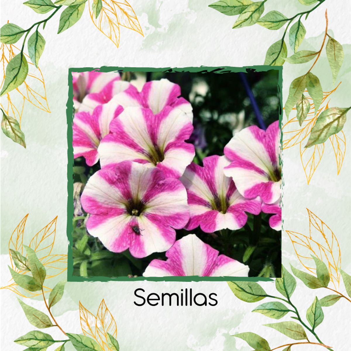 GENERICO - 1.000 Semillas De Flor Petunia Mezcla + Turba De Germinación