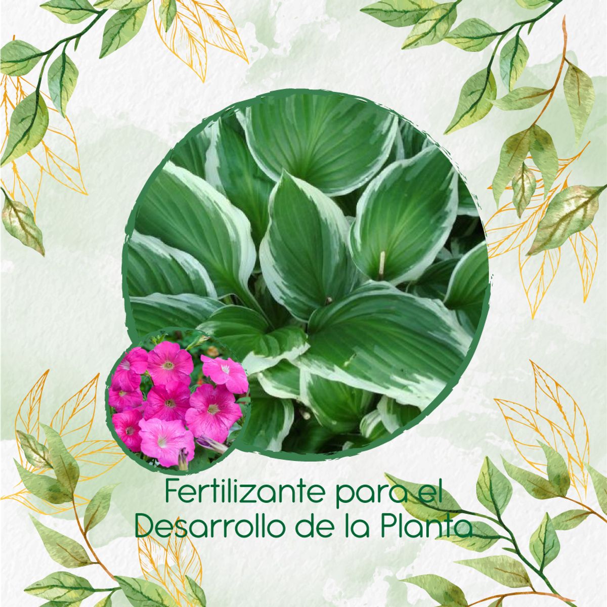 GENERICO - Fertilizante Para El Desarrollo De Flor Petunia Rosa