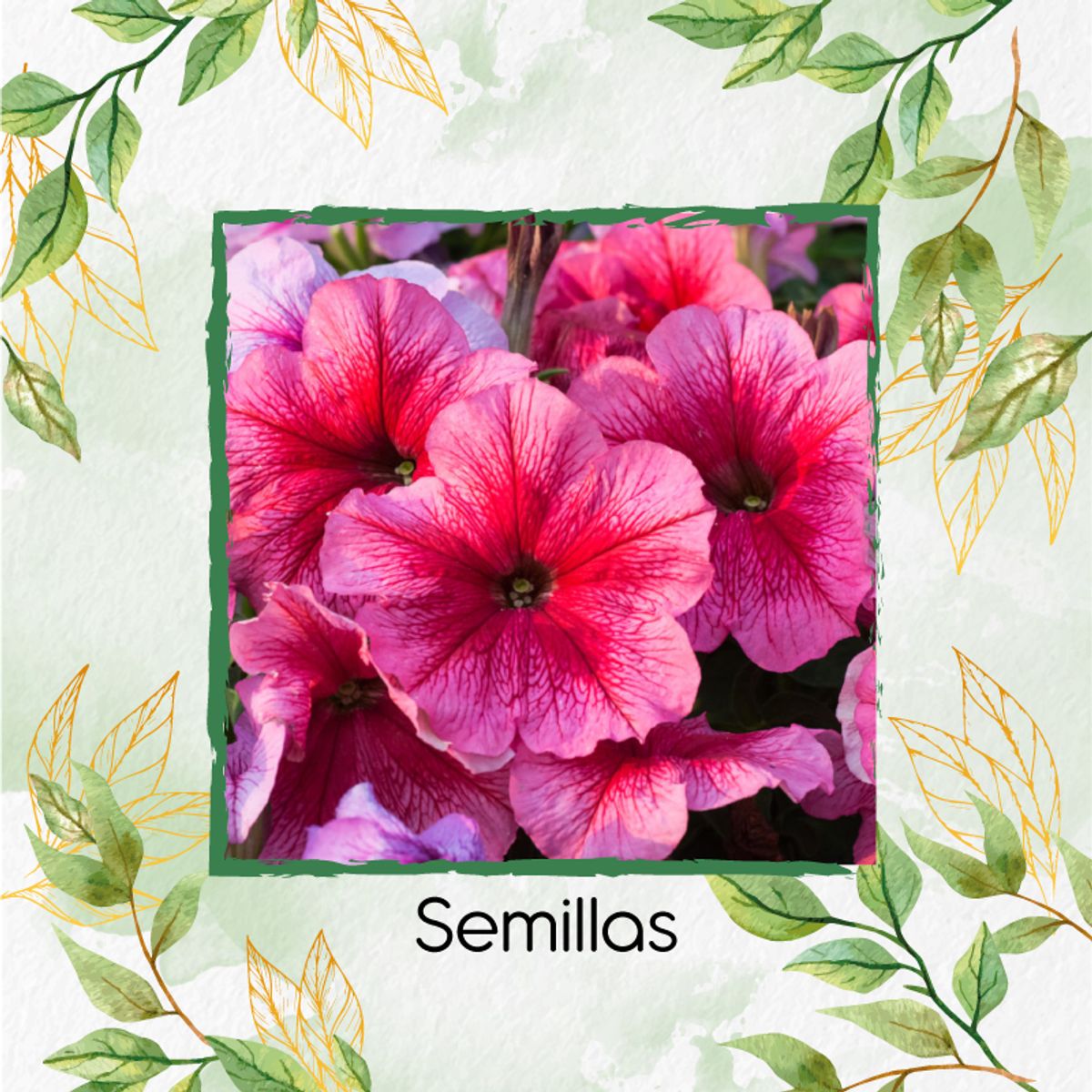 GENERICO - 200 Semillas De Flor Petunia Rosa + Turba De Germinación