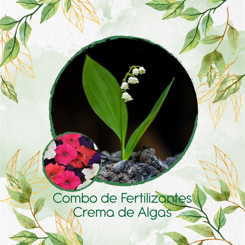 GENERICO - Combo De Fertilizantes Crema De Algas Para Flor Petunia Péndula