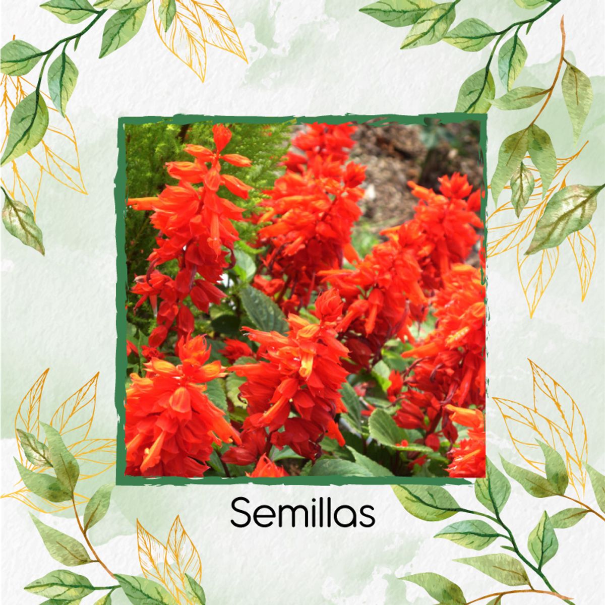 GENERICO - Kit Completo De Fertilizantes Para Flor Salvia Fuego De San Juan