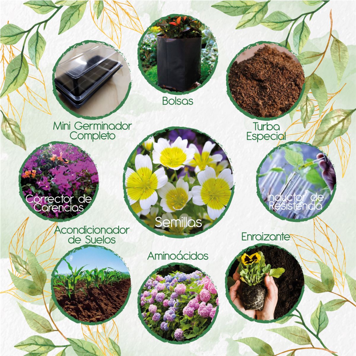 GENERICO - 100 Semillas De Flor Spiegeleitje + Kit Completo De Germinación