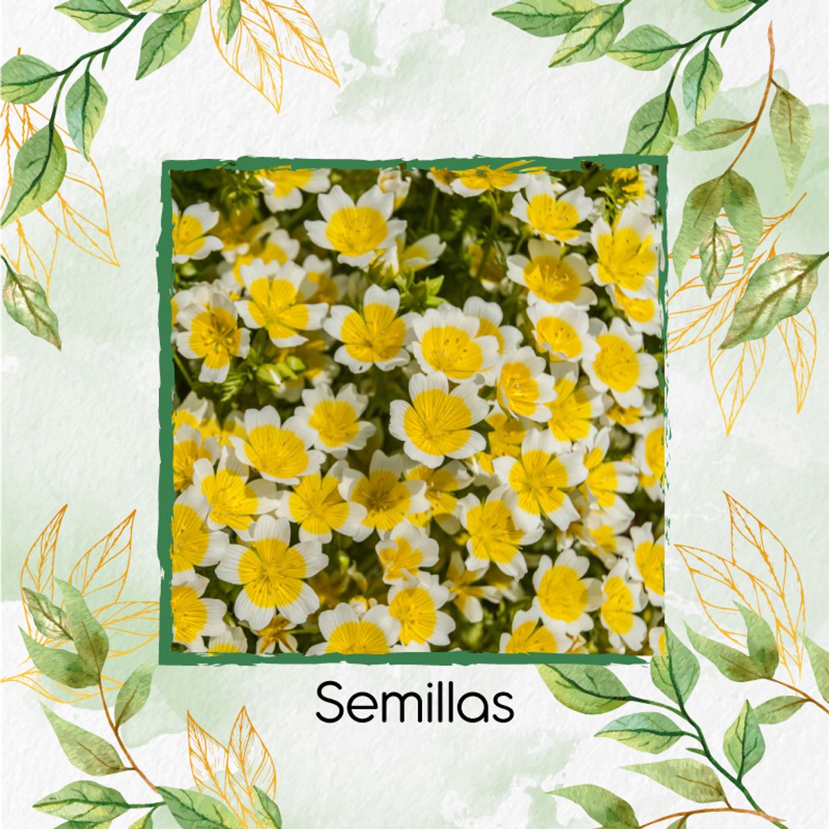 GENERICO - 100 Semillas De Flor Spiegeleitje + Kit Completo De Germinación