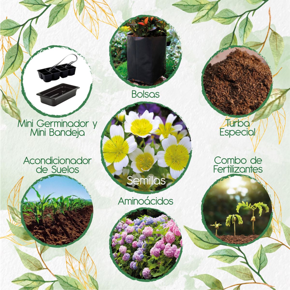GENERICO - 50 Semillas Orgánicas De Flor Spiegeleitje + Kit De Germinación
