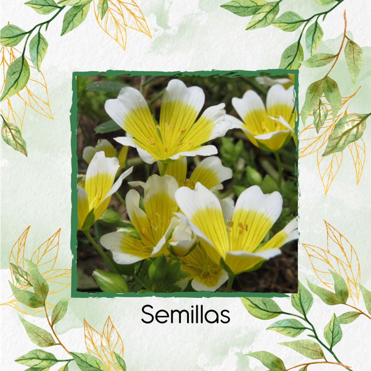 GENERICO - 50 Semillas Orgánicas De Flor Spiegeleitje + Kit De Germinación