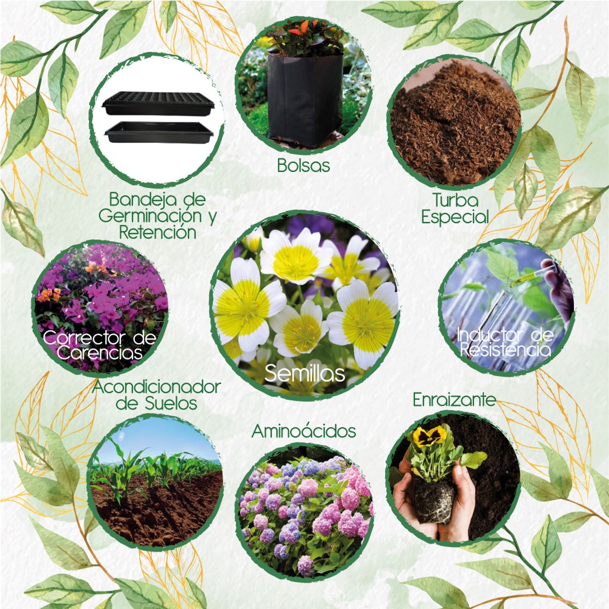 GENERICO - 200 Semillas De Flor Spiegeleitje + Kit De Siembra