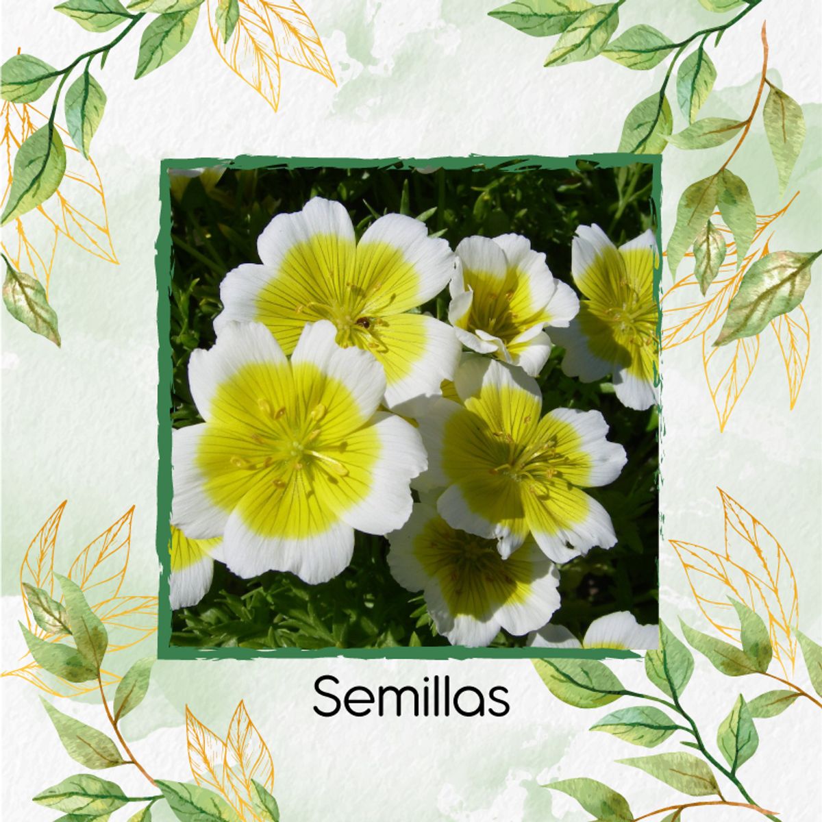 GENERICO - 200 Semillas De Flor Spiegeleitje + Kit De Siembra