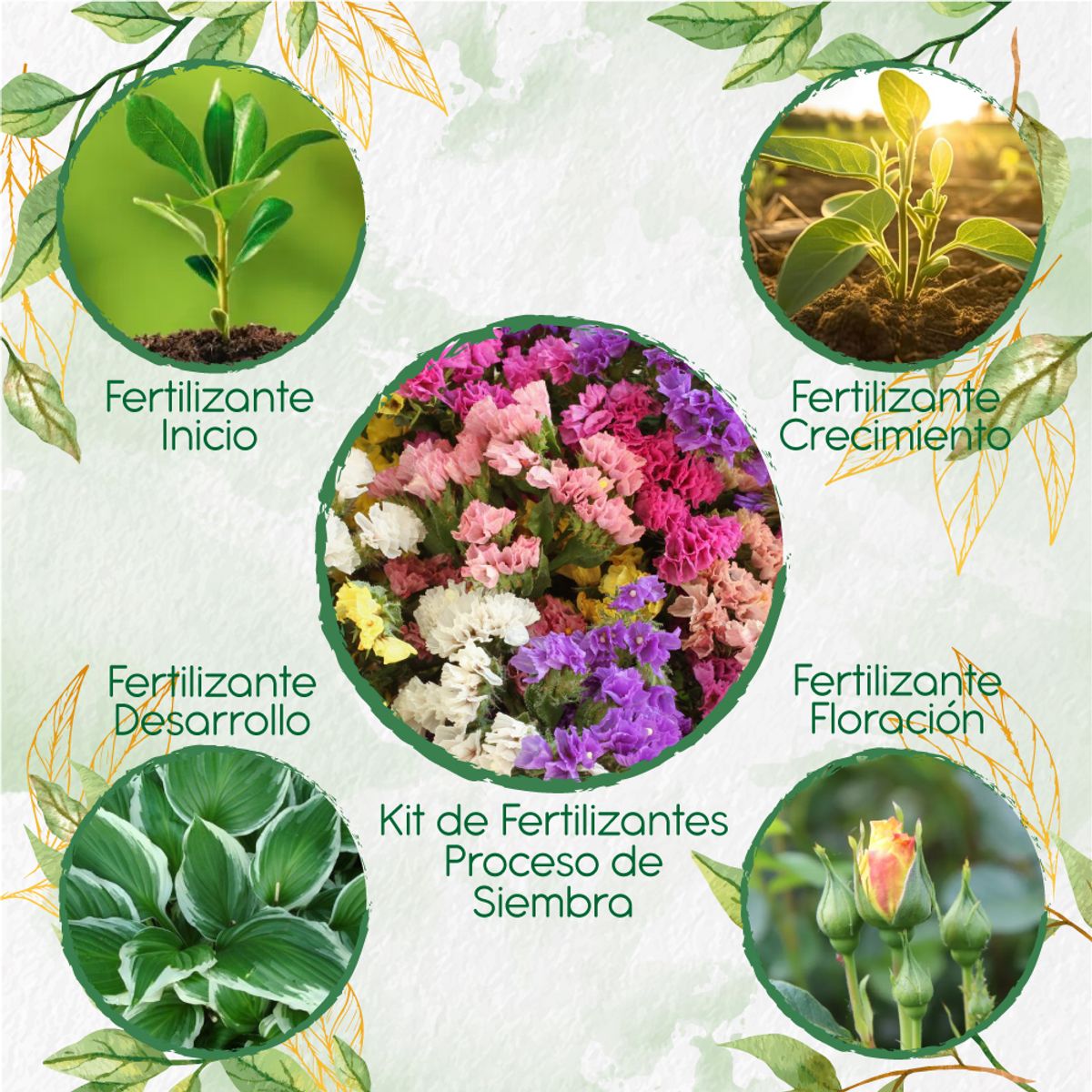 GENERICO - Kit De Fertilizantes Para La Siembra De Flor Statice Espliego De Mar