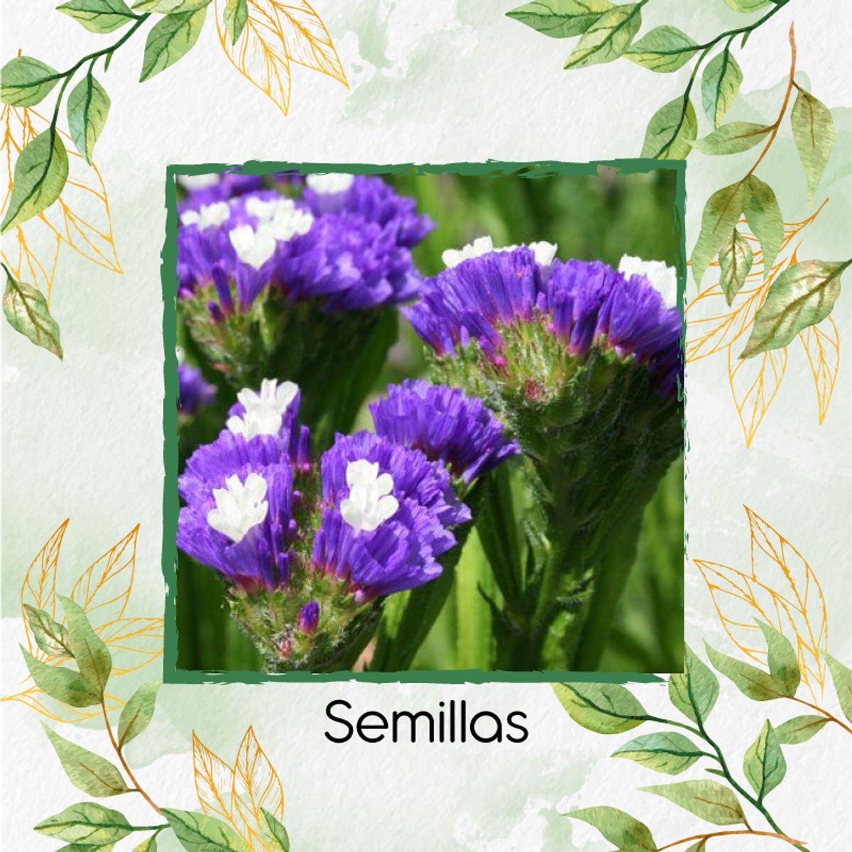 GENERICO - Kit De Fertilizantes Para La Siembra De Flor Statice Espliego De Mar