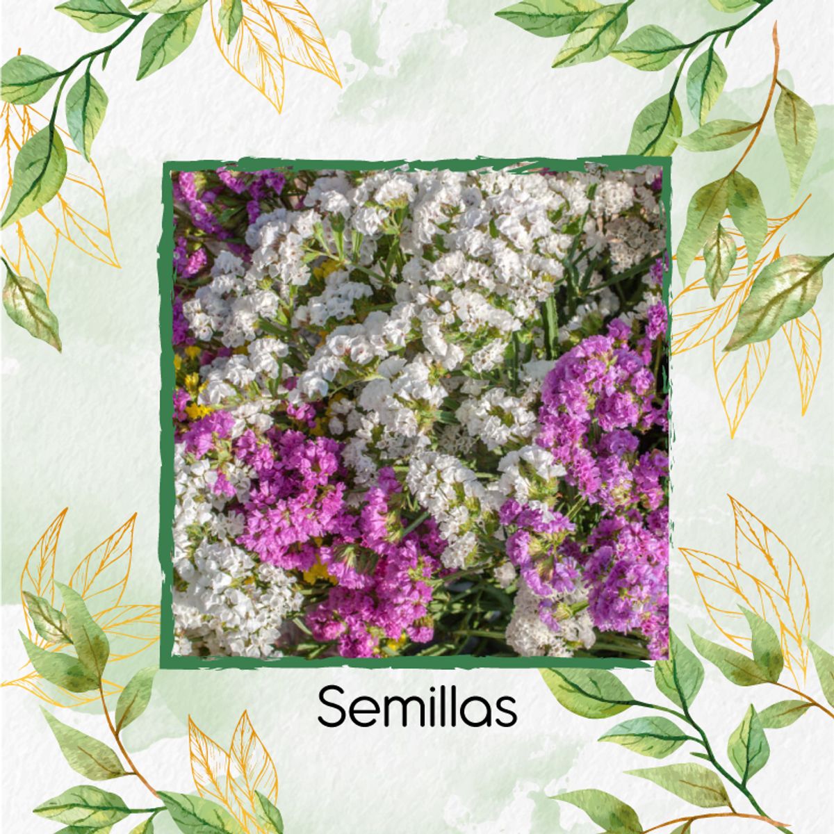 GENERICO - 180 Semillas De Flor Statice Sinauta + Kit De Producción