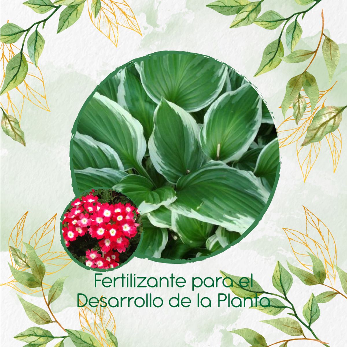 GENERICO - Fertilizante Para El Desarrollo De Flor Verbena
