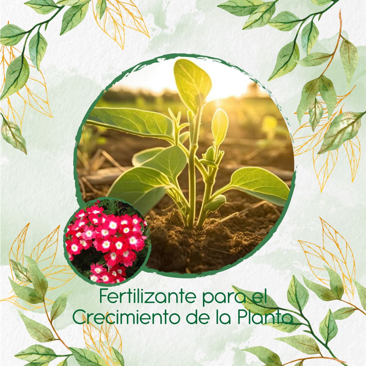 GENERICO - Fertilizante Para El Crecimiento De Flor Verbena