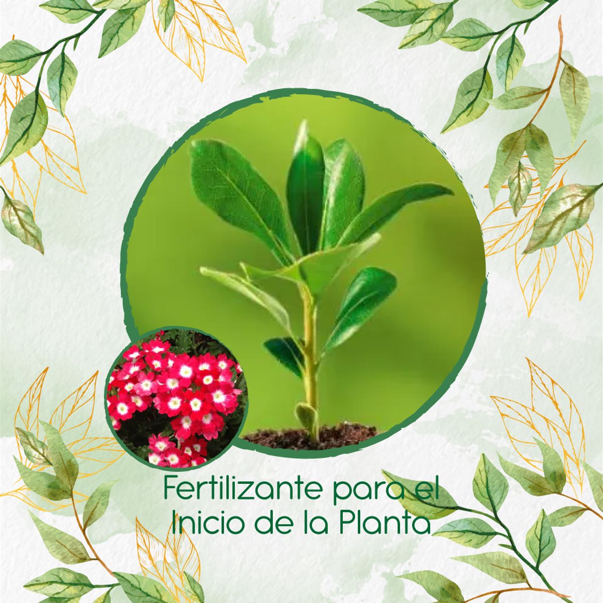 GENERICO - Fertilizante Para El Inicio De Flor Verbena