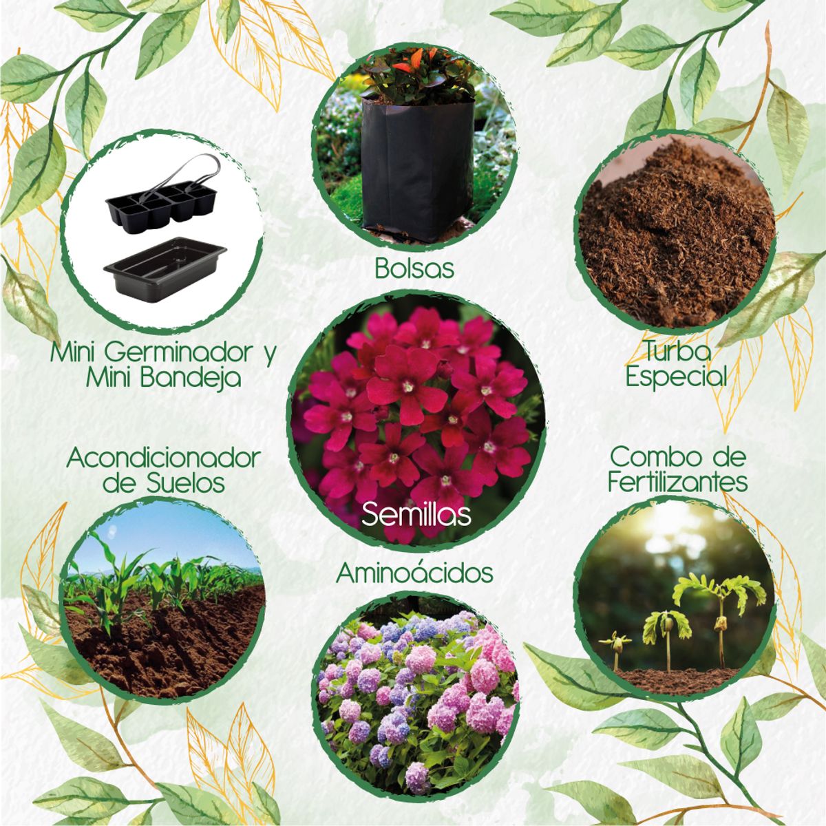 GENERICO - 50 Semillas Orgánicas De Flor Verbena Pequeña + Kit De Germinación