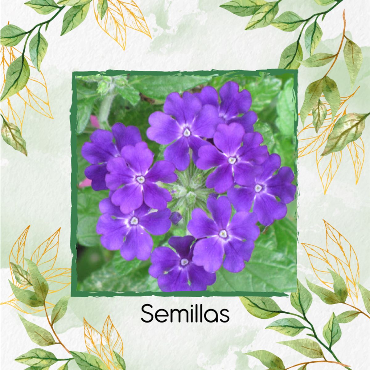 GENERICO - 50 Semillas Orgánicas De Flor Verbena Pequeña + Kit De Germinación