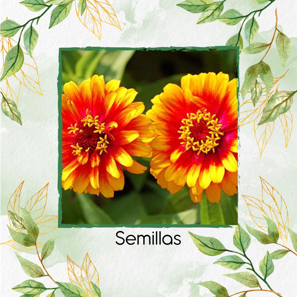 GENERICO - Turba Canadiense Especial Para Semillas De Zinnia Alfombra De Persia