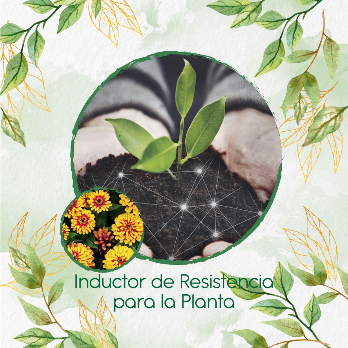 GENERICO - Fertilizante Inductor De Resistencia Para Zinnia Alfombra De Persia