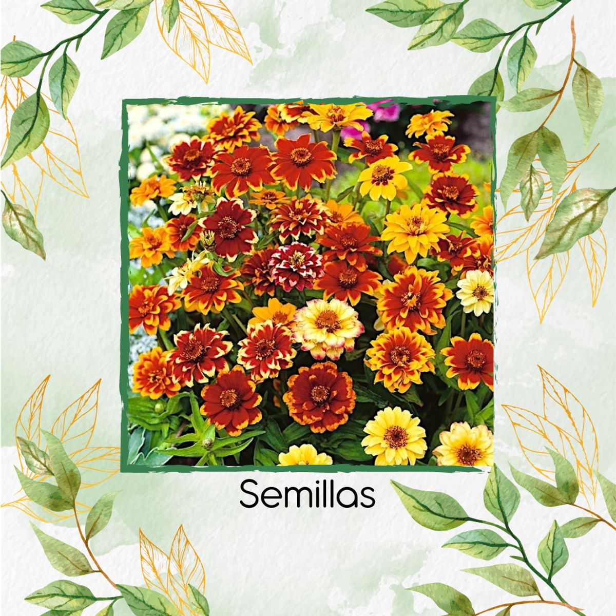 GENERICO - Fertilizante Inductor De Resistencia Para Zinnia Alfombra De Persia