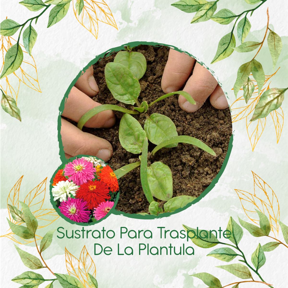 GENERICO - Sustrato Para Trasplante De Flor Zinnia Crisantemo