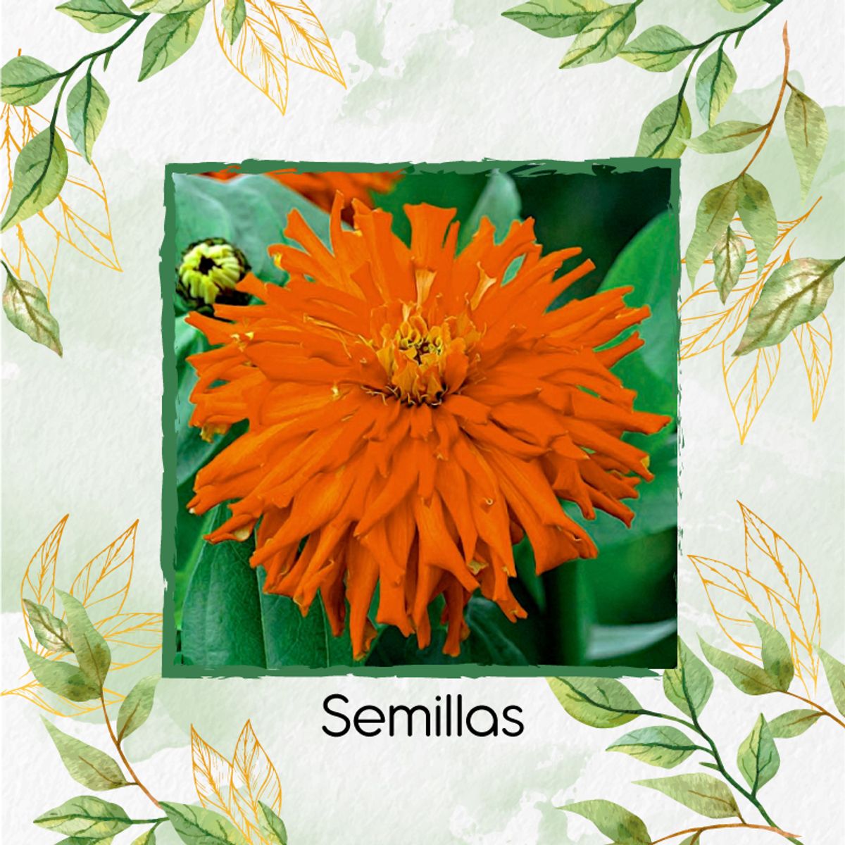 GENERICO - Sustrato Para Trasplante De Flor Zinnia Crisantemo
