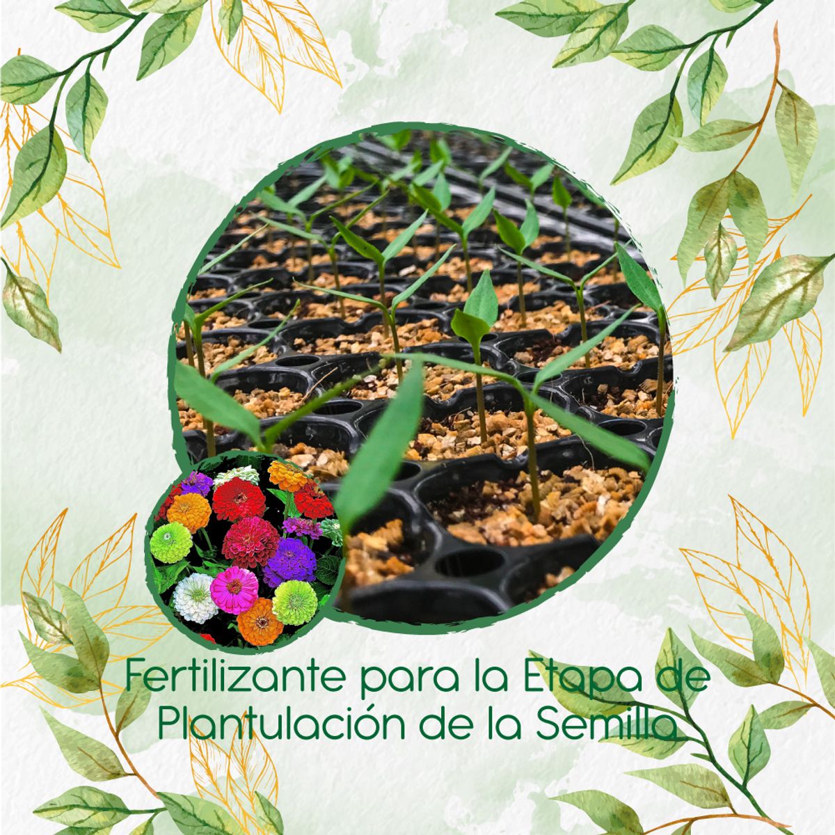 GENERICO - Fertilizante De Plantulación Para Flor Zinnia De Dalia