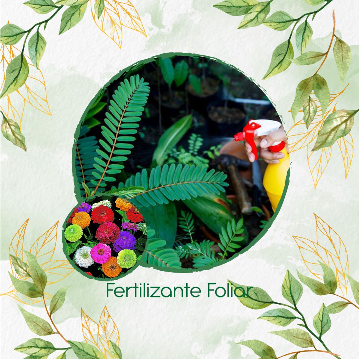GENERICO - Fertilizante Generación De Brotes Para Flor Zinnia De Dalia