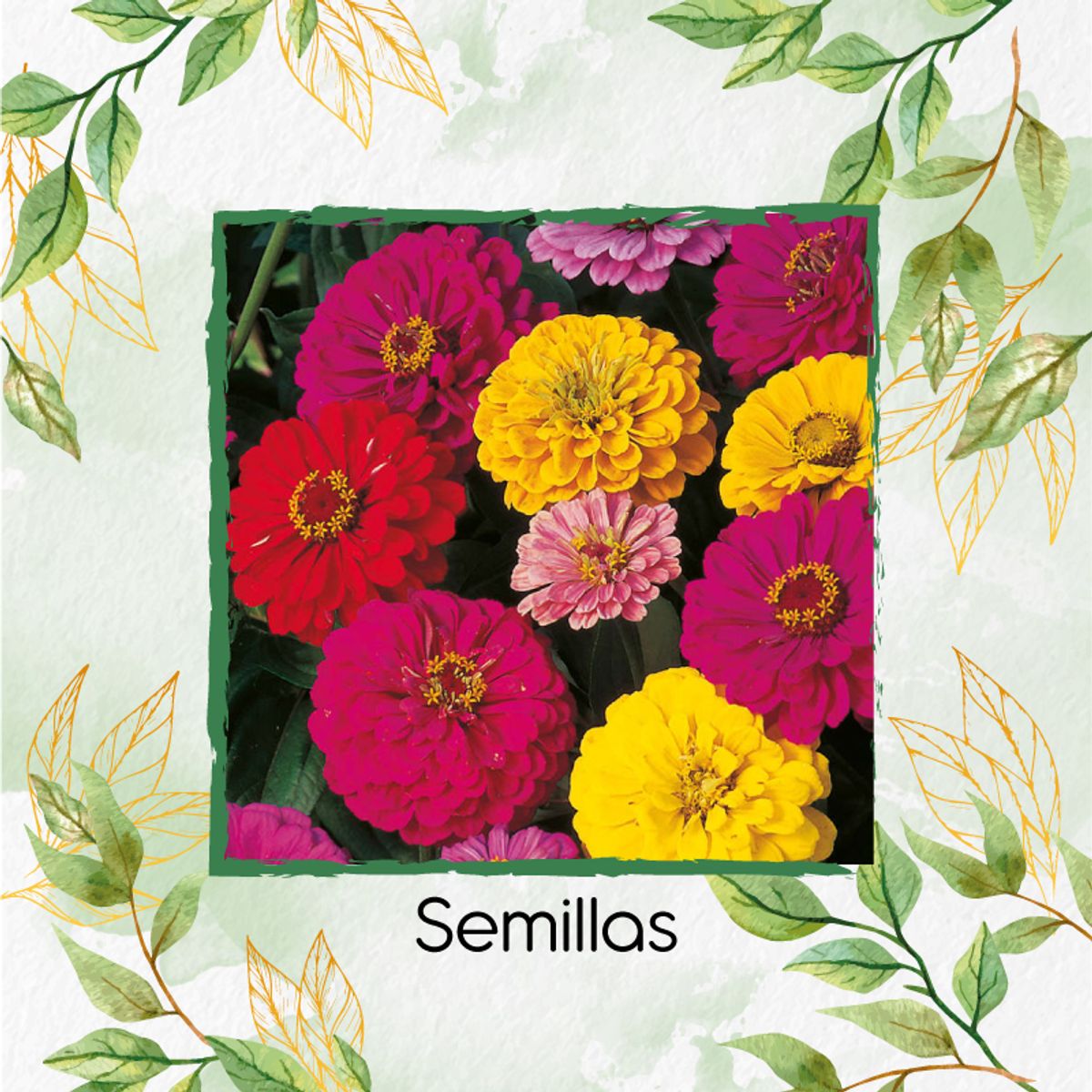 GENERICO - Fertilizante Generación De Brotes Para Flor Zinnia De Dalia