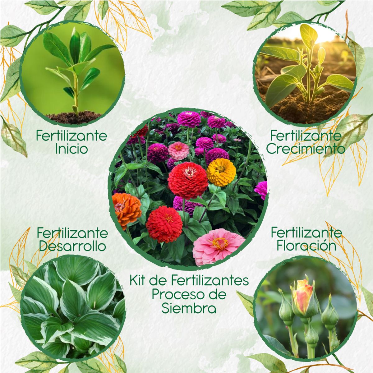 GENERICO - Kit De Fertilizantes Para La Siembra De Flor Zinnia De California