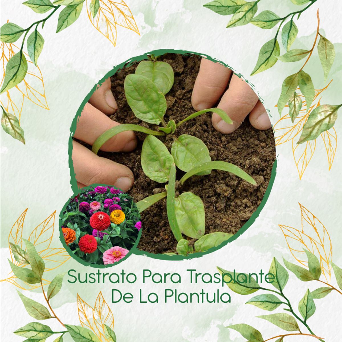 GENERICO - Sustrato Para Trasplante De Flor Zinnia De California