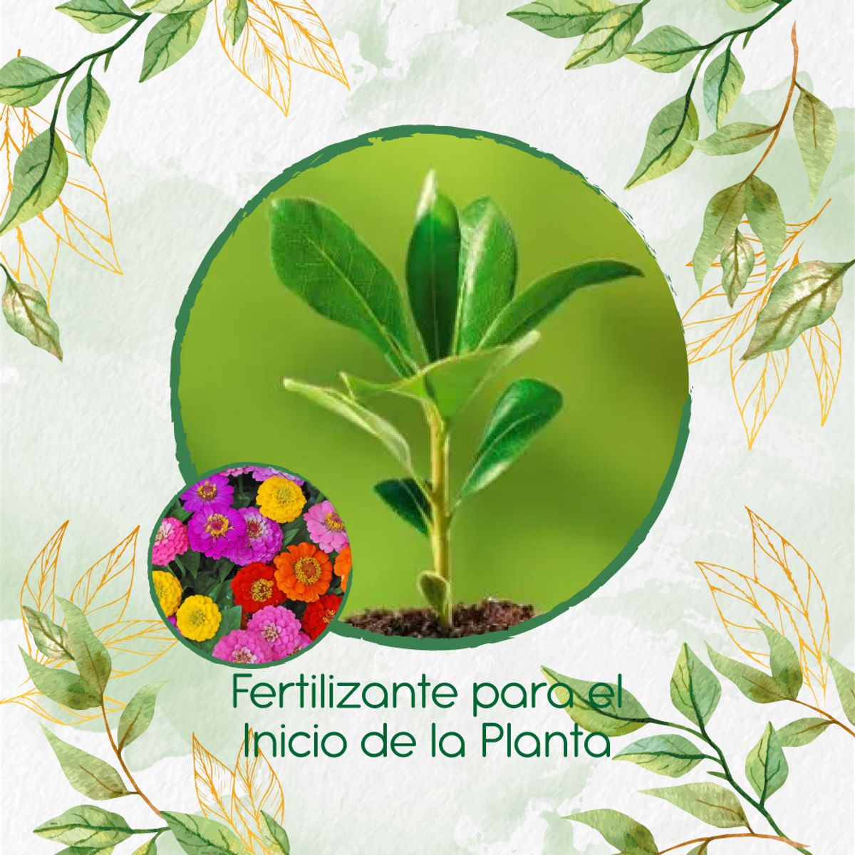 GENERICO - Fertilizante Para El Inicio De Flor Zinnia Enana Mezcla