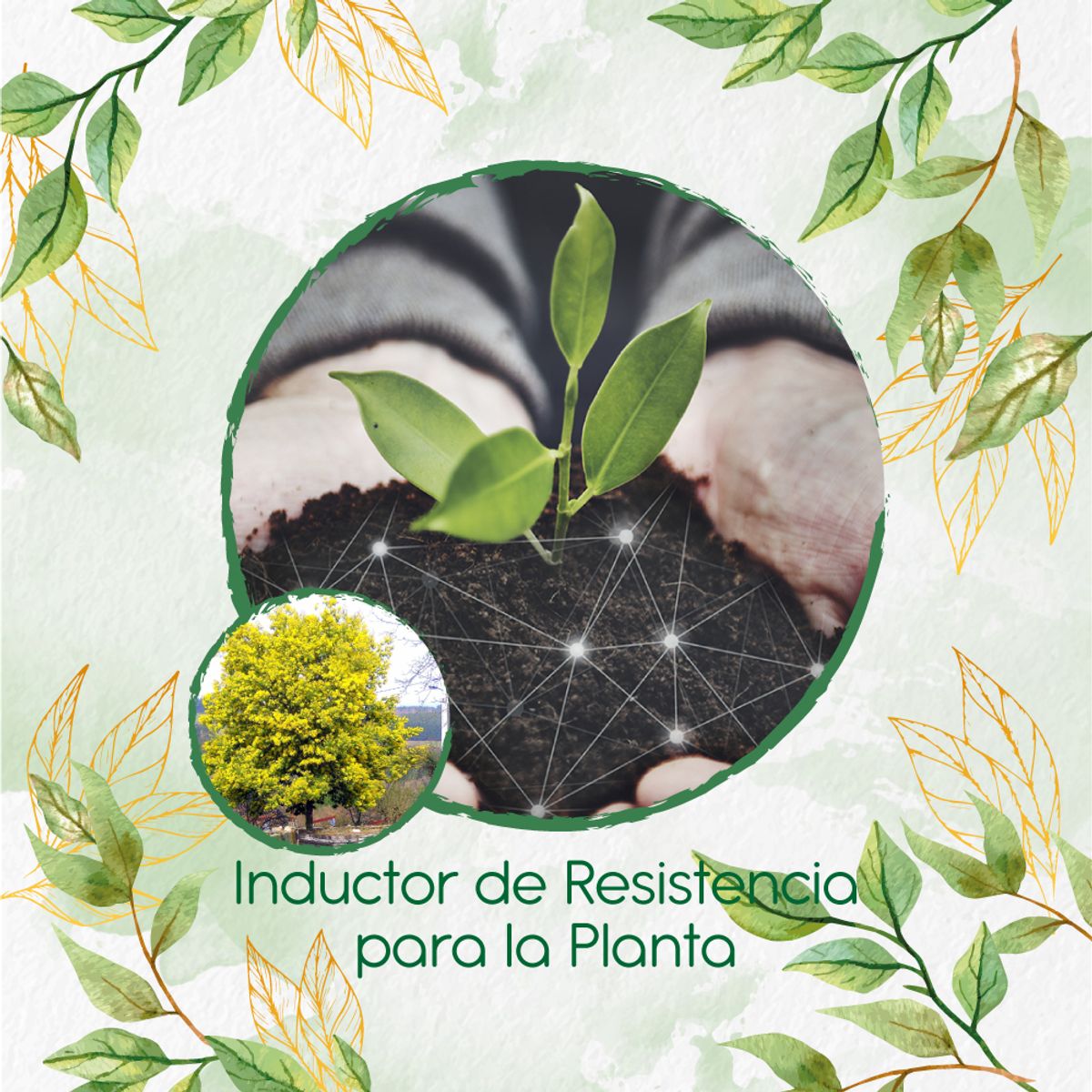 GENERICO - Fertilizante Inductor De Resistencia Para Árbol Acacia Amarilla