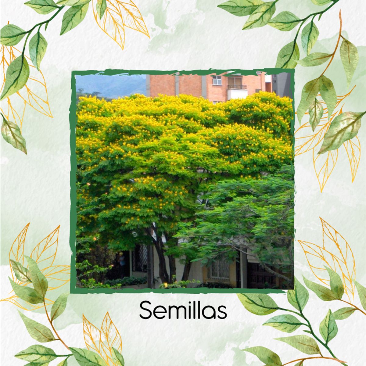 GENERICO - Fertilizante Inductor De Resistencia Para Árbol Acacia Amarilla
