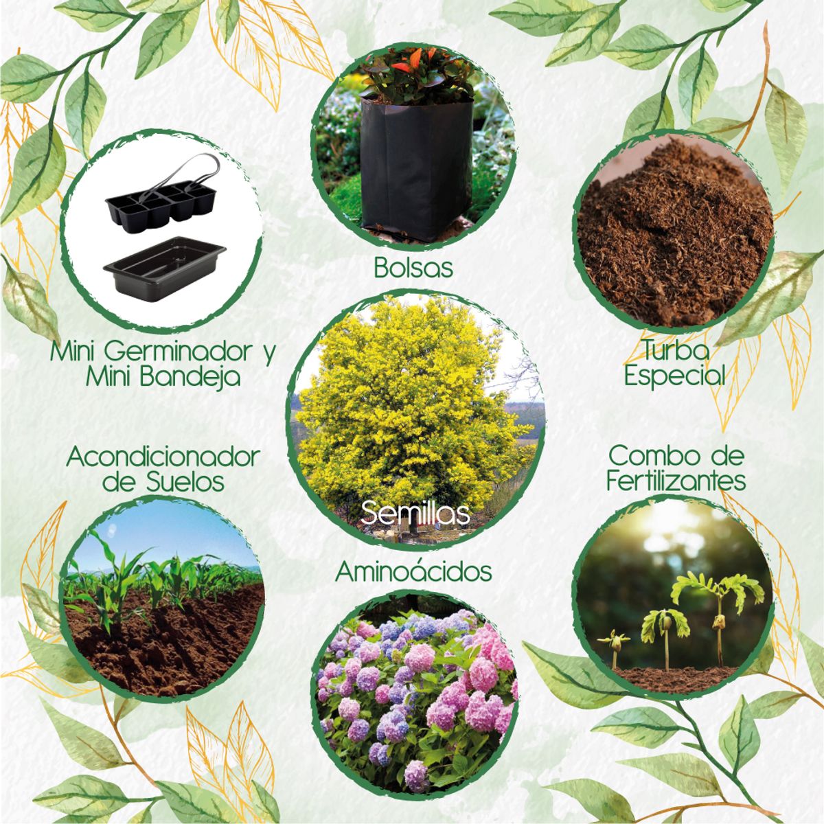 GENERICO - 20 Semillas Orgánicas De Árbol Acacia Amarilla + Kit De Germinación