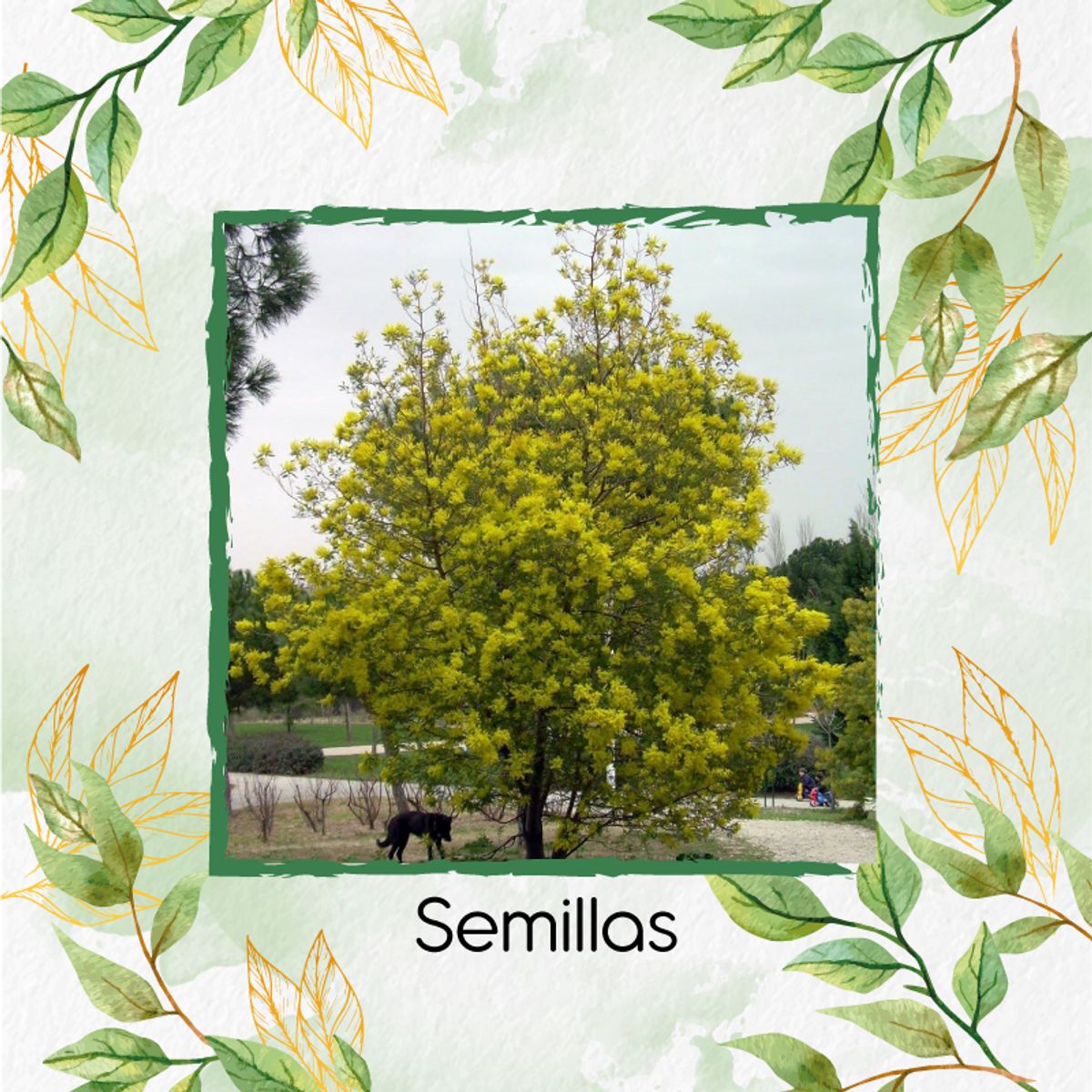 GENERICO - 20 Semillas Orgánicas De Árbol Acacia Amarilla + Kit De Germinación
