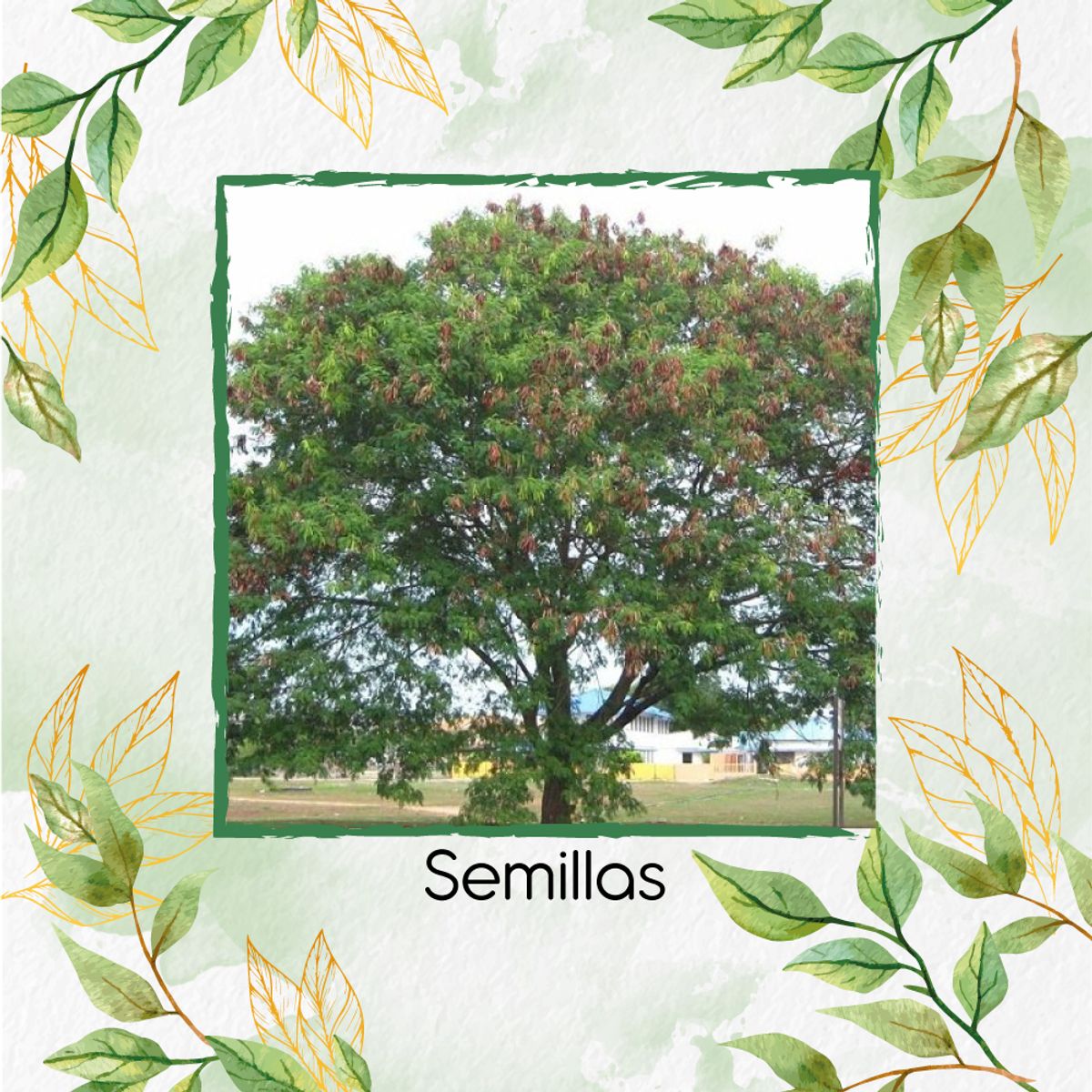 GENERICO - Fertilizante Generación De Brotes Para Árbol Acacia Forrajera