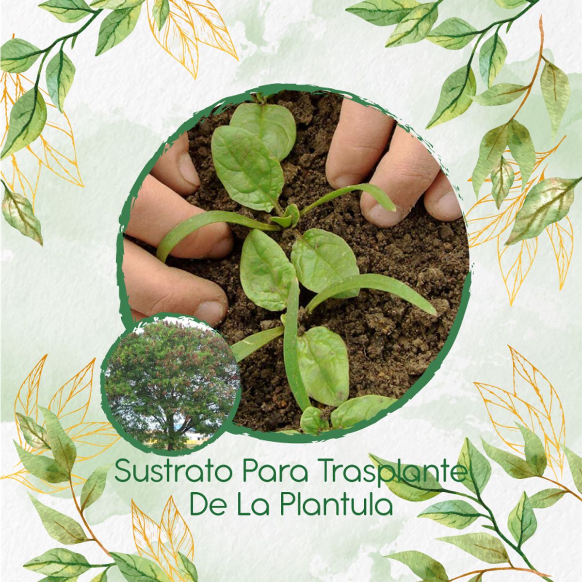 GENERICO - Sustrato Para Trasplante De Árbol Acacia Forrajera