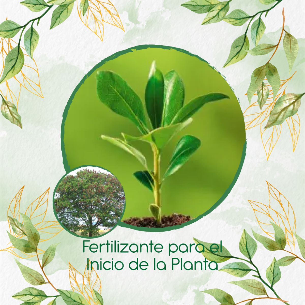 GENERICO - Fertilizante Para El Inicio De Árbol Acacia Forrajera