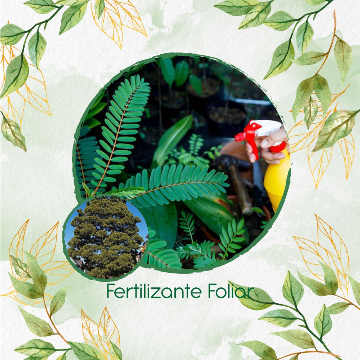 GENERICO - Fertilizante Generación De Brotes Para Árbol Acacia Japonesa