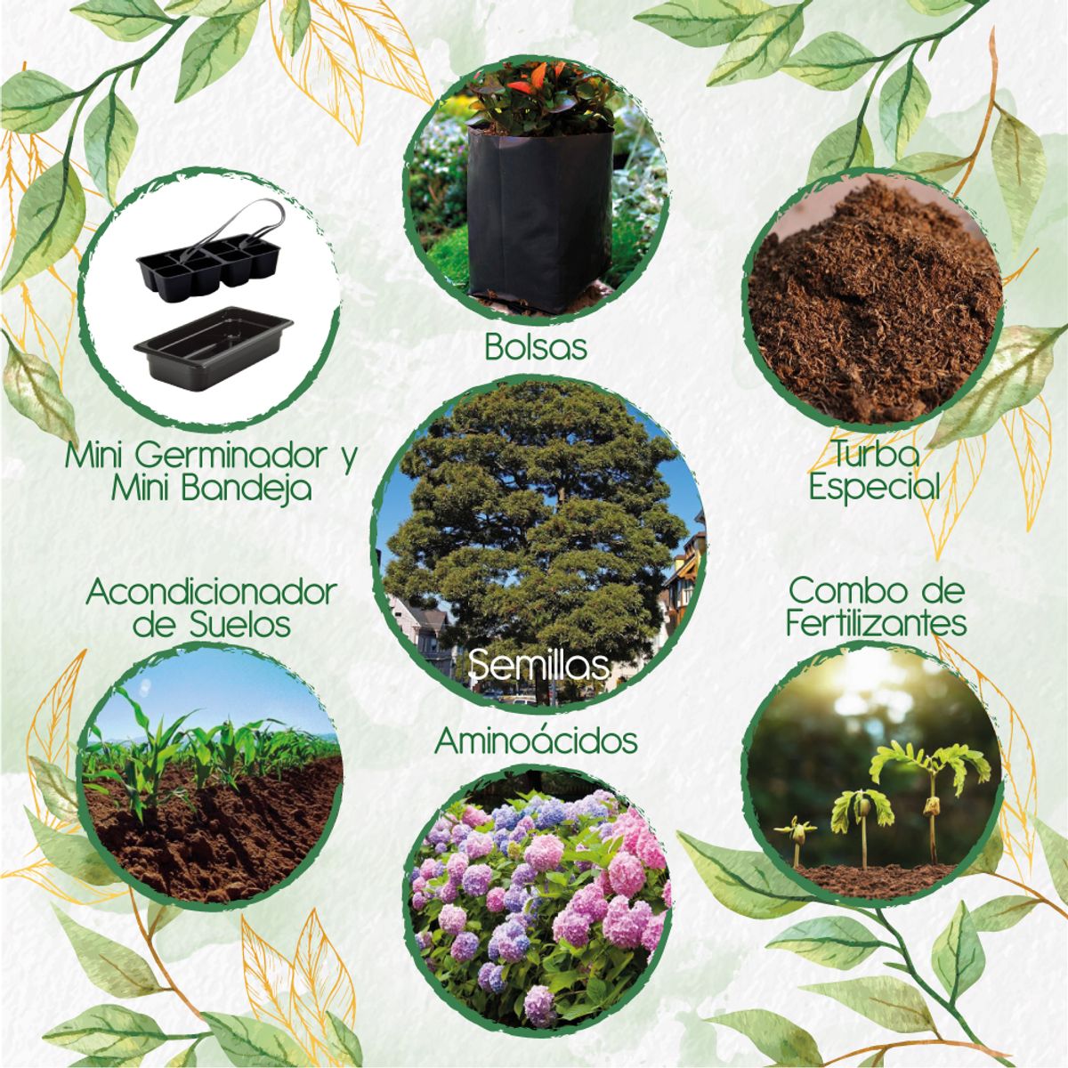 GENERICO - 20 Semillas Orgánicas De Árbol Acacia Japonesa + Kit De Germinación